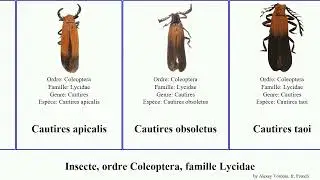 Insecte, ordre Coleoptera, famille Lycidae cautires sanguineus Lygistopterus sukosarensis Lycus