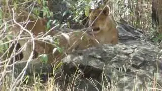 Thomson Safaris guest video - Lion Cubs in Serengeti