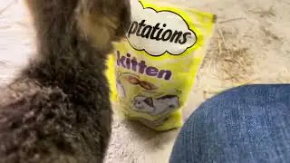 Nat The Cat (ep.2) Vet and crate training!