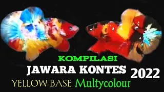 Kumpulan Cupang Yellow Base Multycolour Juara Kontes