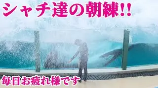 シャチショー前のシャチの朝練映像!! 鴨川シーワールド シャチショー KamogawaSeaWorld