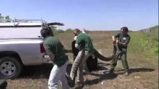 Biologists Track Florida's Biggest Python