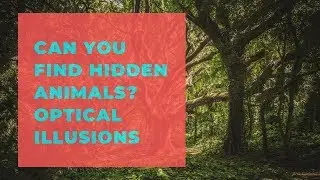 Can You Find The Hidden Animals in Photos?