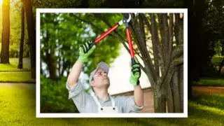 Tree Trimming | St. Pau, MN - Timberline Tree Service