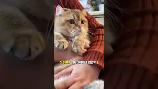 😻Признаки того, что ваша кошка беременна 💕 #шорты