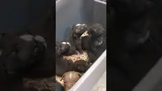 Bully Puppies First Vet Visit!💯🔥🔥