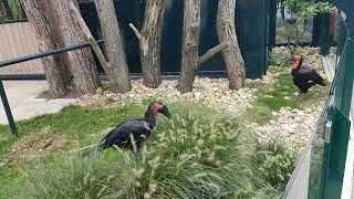 Southern ground hornbill &ndash; S&uuml;dlicher Hornrabe