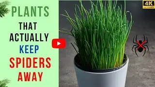 10 Plants That Actually Keep Spiders Away | Best Spider Repellent Plants