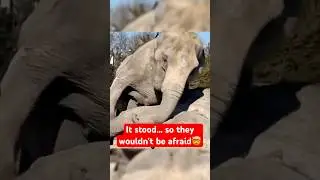 Even in Death, Elephants Protect Their Young