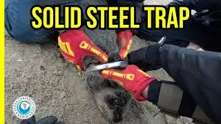 Seal Found With Solid Steel Ring Around Neck