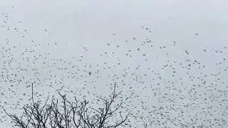 Messager du Ciel#oiseaux #birds #birdwatching #nature #faune #wildlife #naturelovers #animaux 