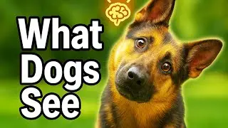 Why Dogs TILT Their Heads &ndash; The HIDDEN Signal