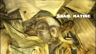 🐌 Snail Update! | Watch My Snails Grow & Explore..Snail Mating🐌