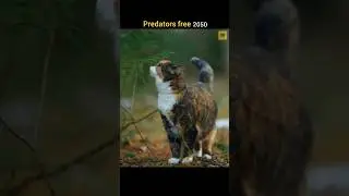 Government of New Zealand plan to kill 25 lakh feral cats | #facts #shorts #forest