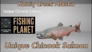 Unique Chinook Salmon - Kaniq Creek Alaska - (Outdated)
