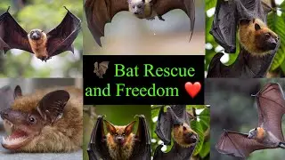 🦇 Bat Rescue and Freedom ❤️ @pakshiyonkisewa