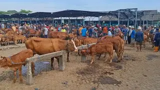 DITAWAR 4,5 JUTA❓️PEDET BETINA MURAH SAPI DORO TURUN HARGA || PASAR SAPI GUYANGAN NGANJUK || 