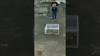 Automatic Locking Bird Trap