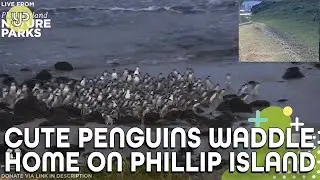 Cute penguins waddle home on Phillip Island