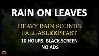 Rain on Leaves, Heavy Rain Sounds for Sleeping Black Screen, Relaxing Rain 10 Hours NO ADS
