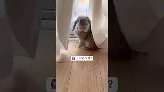 This is why he won&rsquo;t come for breakfast 🐰 🥗 #rabbit #bunny #hollandlop #pet