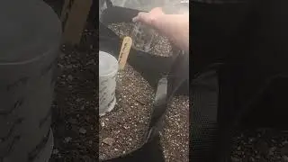 Starting my first grow! got 4 plants starting out in the tents.