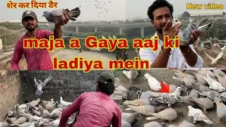 आज फिर चिपका दिए | sunny bhai ke sher  maja a gaya aaj #viralvideo #pigeon #lover @mahirsingh1350
