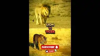 Lion VS Tiger (Ending the debate) #shorts #tigers #lions