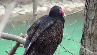 Turkey Vultures 3