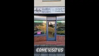 Come and visit Global Geckos, see why everyone raves about us!