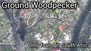 One of only 3 species of ground woodpeckers in the world