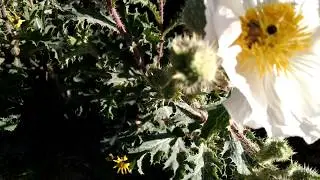 Southwestern Prickly Poppy