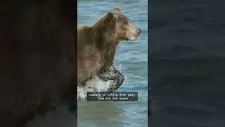 Grizzly Bears - The world's most dangerous predators