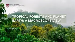 Tropical Forests and Planet Earth: A Macroscope View