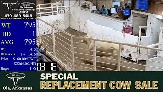 10/21/2025 - Replacement Cow Sale- Ola Livestock Auction