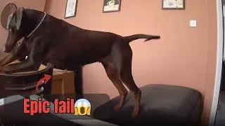 Curious Dog's Tabletop Adventure Ends in a Pouffe Slip || WooGlobe