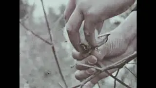 The Climates Of North America (1963)