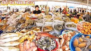 Trải Nghiện Thực Tế Cảng Cá Phan Rí Cửa Chợ Nhộn Nhịp Đông Vui P347