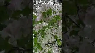 Cherry Blossoms in Trinity Park Canada