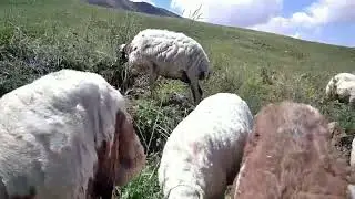 DAMIZLIK ERKEK KUZULAR KOÇLUK SEÇİMİ YAPARKEN NELERE DİKKAT ETMELİYİZ?
