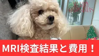 MRI検査結果と費用！【トイプードル】