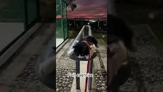 Fitness level: expert at avoiding exercise. #funnycats #foryou #funnyvideo #cat #catshorts