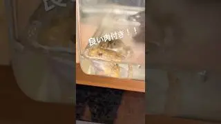 ヌマガエル飼育　アルビノ　カエル飼育　🐸#カエル #カエルの飼育 #アルビノ #frog