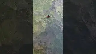 red backed jumping spider