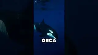ORCA: The Ocean&rsquo;s Smartest Predator #animals #facts #wildlife #orca