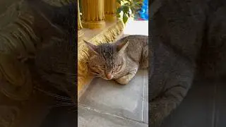 Cat is sleeping well. #cat #seal #cutepet #puppy #cute #dog #rabbit #kitten #monkey #puppy #shorts