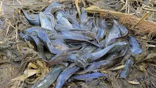 Best Fishing Video - Catching Catfish In Dry Season By Hand - Traditional Fishing