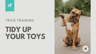 Trick Training | Clean Up Your Toys Tutorial