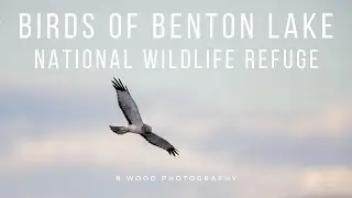 Birds of Benton Lake National Wildlife Refuge | Central Montana Birding 🐣