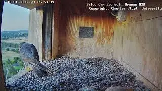 Beautiful Gimbir's plumage, Falcon Cam Project, Orange NSW, 10 January 2026